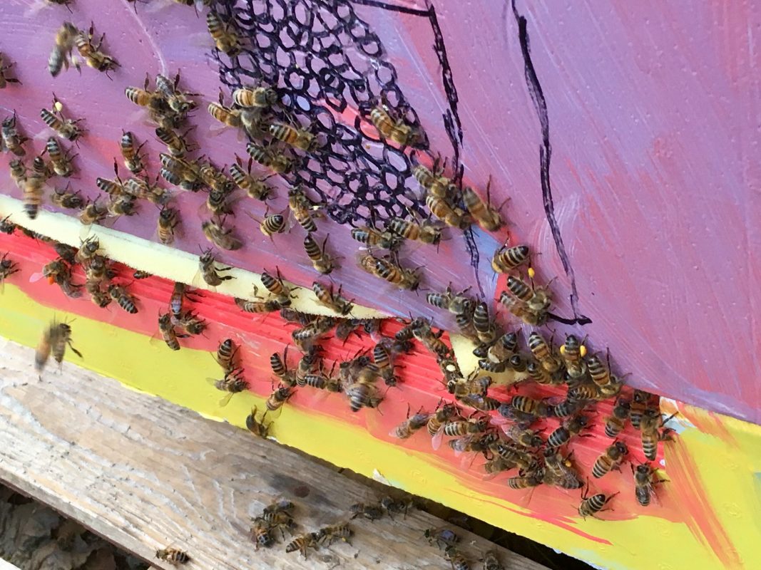 Honey bees at South Downs Leisure