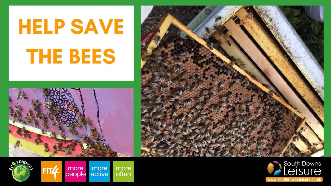 Help save the bees