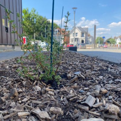 New shrubs at Splashpoint Leisure Centre