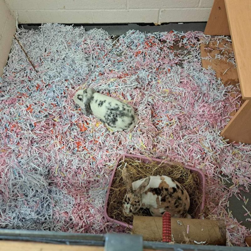 Shredded paper given to Brinsbury College