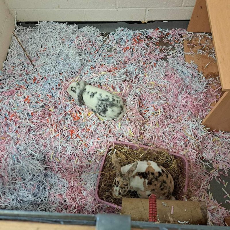 Shredded paper given to Brinsbury College